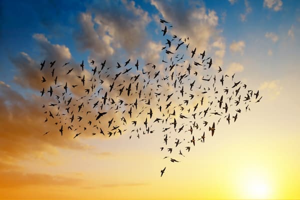 a cloud of birds forming an arrow